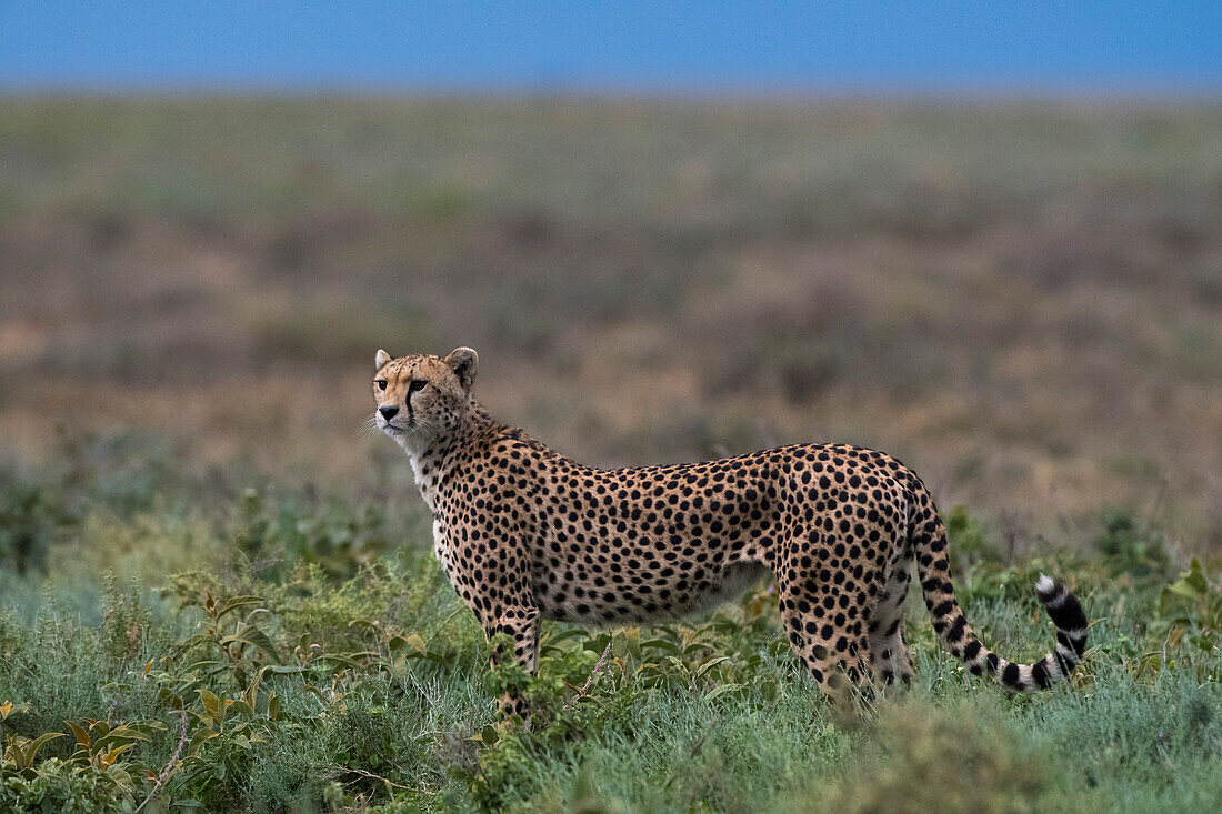 Porträt eines weiblichen Geparden, Acinonyx jubatus. Ndutu, Ngorongoro-Schutzgebiet, Tansania