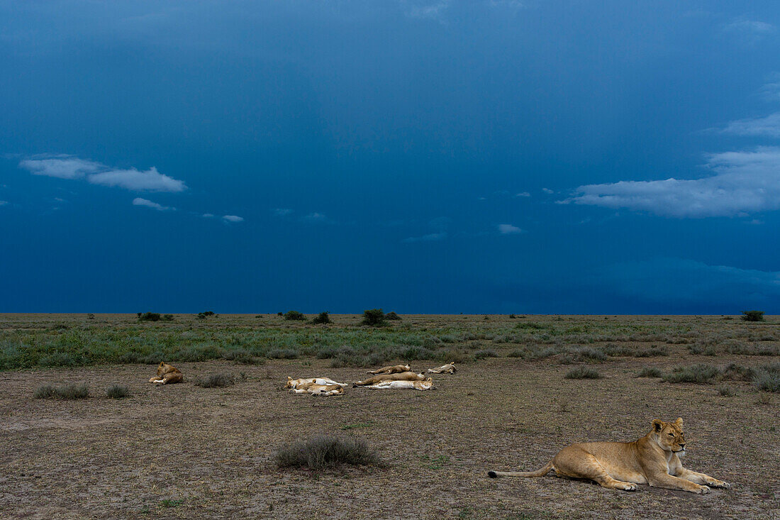 Ein Löwenrudel, Panthera leo, ruht sich am späten Nachmittag unter einem bewölkten Himmel aus. Ndutu, Ngorongoro-Schutzgebiet, Tansania