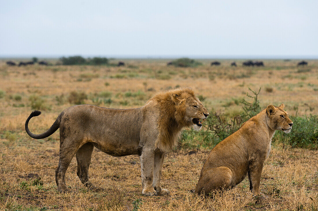 Ein Löwenpaar, Panthera leo. Ndutu, Ngorongoro-Schutzgebiet, Tansania.