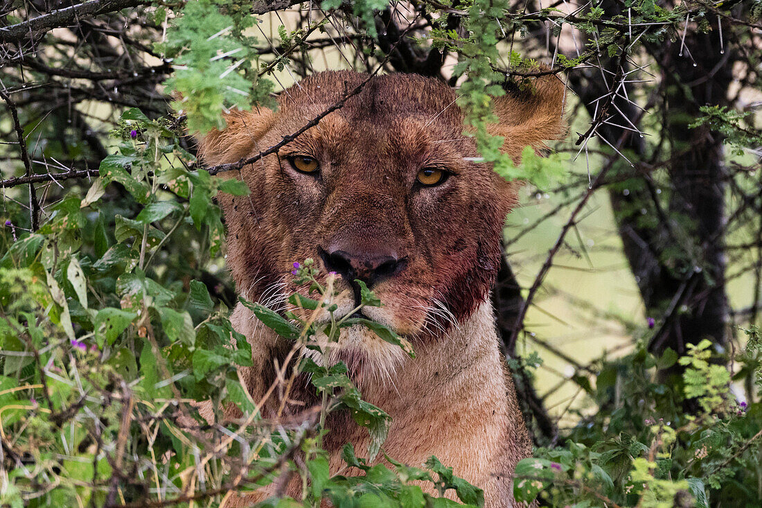 Eine Löwin, Panthera leo, mit blutigem Gesicht nach der Fütterung. Ndutu, Ngorongoro-Schutzgebiet, Tansania.