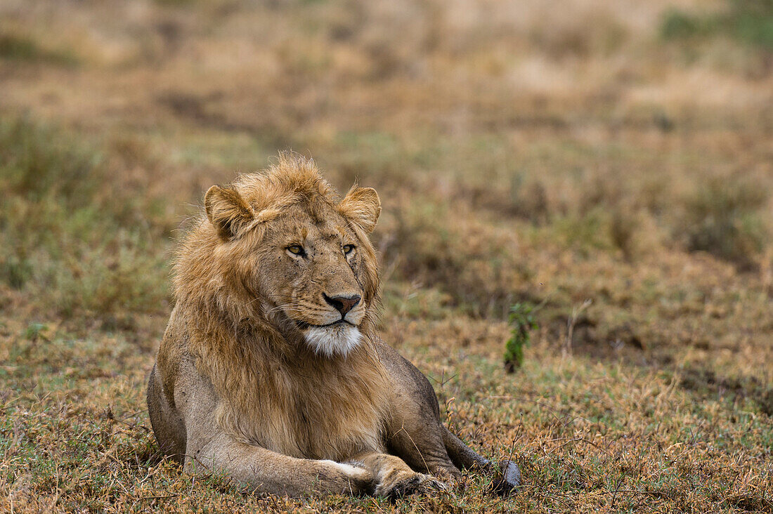 Porträt eines männlichen Löwen, Panthera leo, beim Ruhen. Ndutu, Ngorongoro-Schutzgebiet, Tansania.