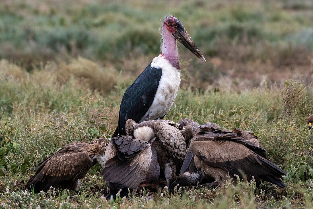 White-backed vultures, Gyps africanus, and marabou stork, Leptoptilos crumeniferus, on a carcass. Ndutu, Ngorongoro Conservation Area, Tanzania.