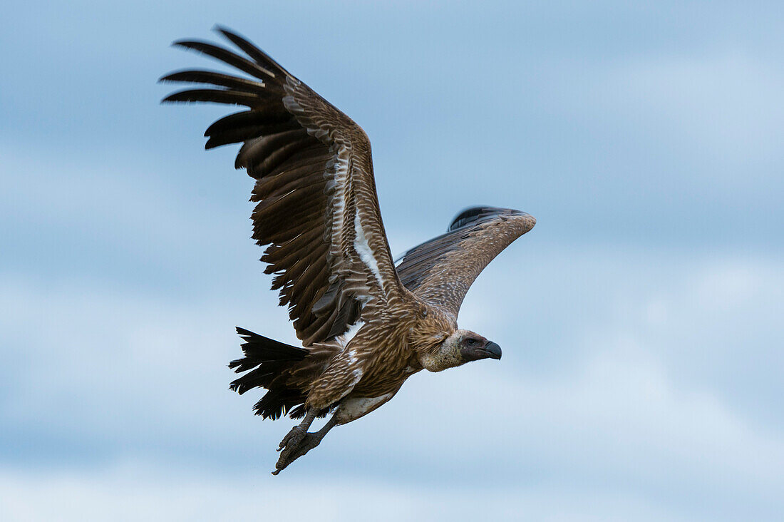 Ein Weißrückengeier, Gyps africanus, im Flug. Ndutu, Ngorongoro-Schutzgebiet, Tansania.