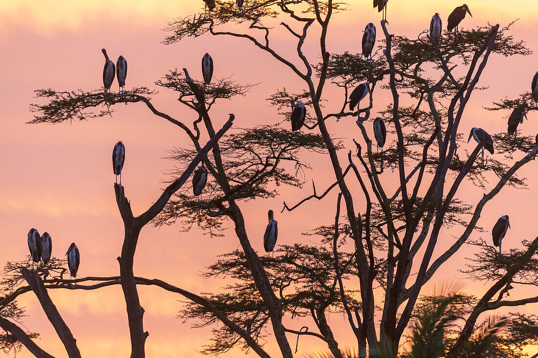 Marabou storks, Leptoptilos crumeniferus, perching on a tree at sunrise. Seronera, Serengeti National Park, Tanzania