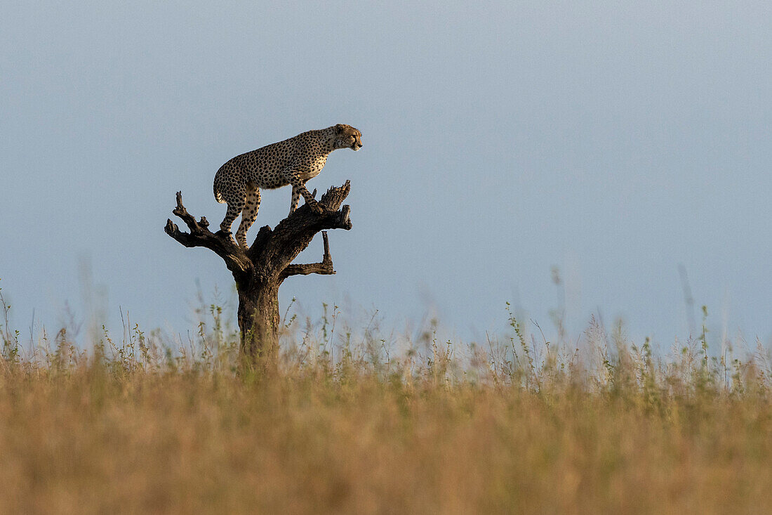 A cheetah, Acynonix jubatus, surveys the savannah from a dead tree. Seronera, Serengeti National Park, Tanzania