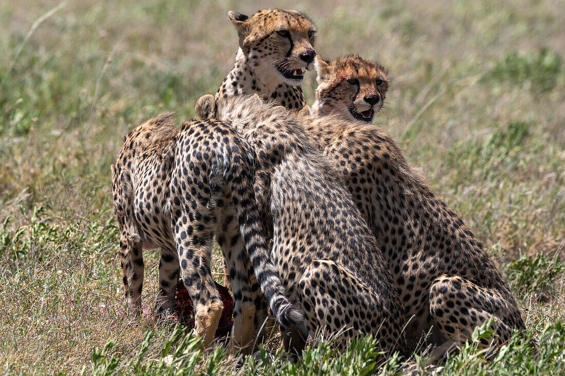 Ein weiblicher Gepard, Acynonix jubatus, mit seinen vier Jungen beim Fressen. Seronera, Serengeti-Nationalpark, Tansania
