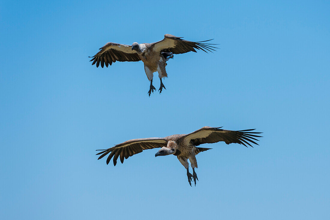 Two white-backed vultures, Gyps africanus, n flight. Seronera, Serengeti National Park, Tanzania