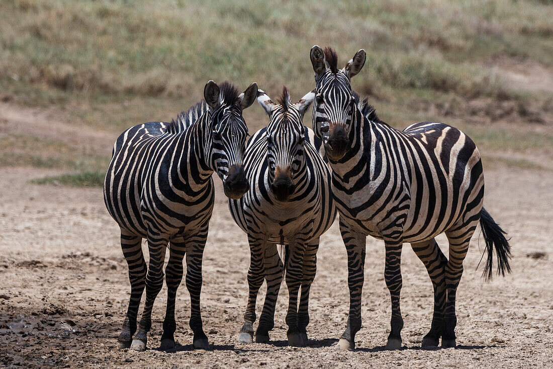 Porträt von drei Burchell's Zebras, Equus Quagga Burchellii, die in die Kamera schauen. Seronera, Serengeti-Nationalpark, Tansania