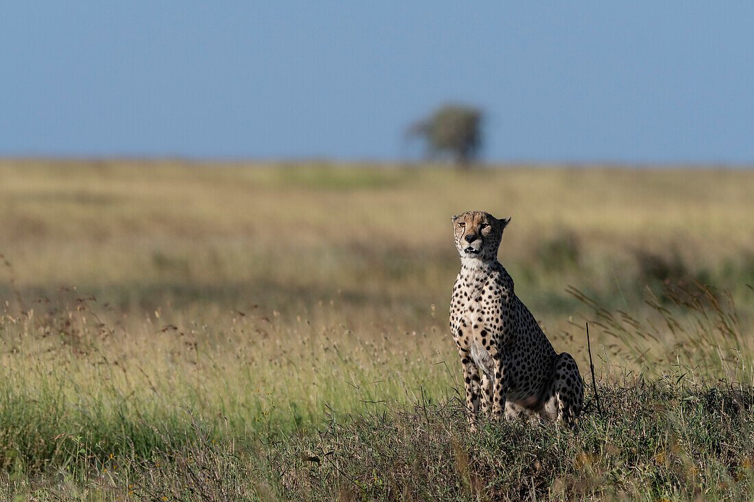 Ein Gepard, Acynonix jubatus, sitzt und beobachtet die Savanne. Seronera, Serengeti-Nationalpark, Tansania