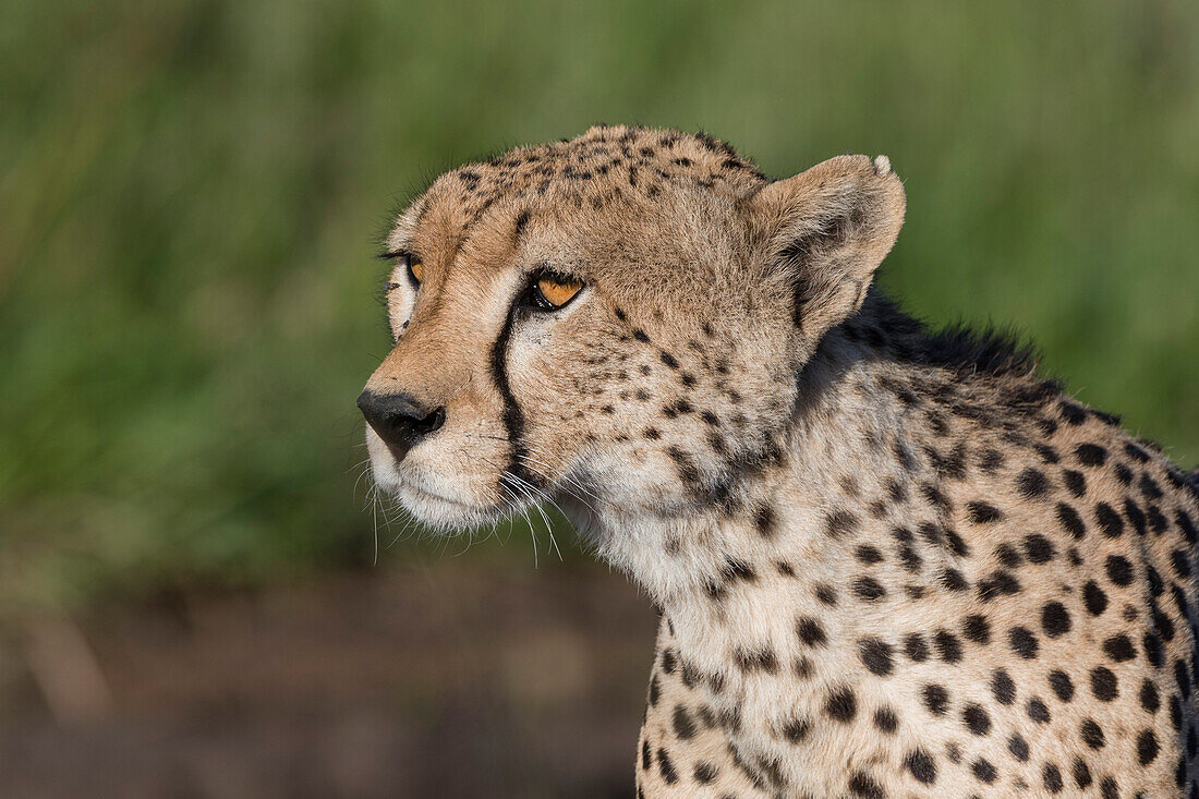 Porträt eines Geparden, Acynonix jubatus, im Licht des späten Nachmittags. Seronera, Serengeti-Nationalpark, Tansania