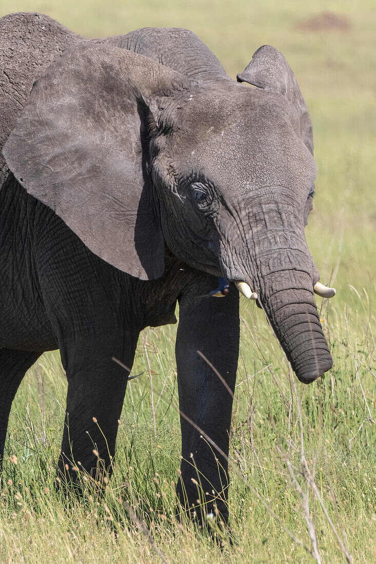 A young African elephant, Loxodonta africana, with a short trunk. Seronera, Serengeti National Park, Tanzania