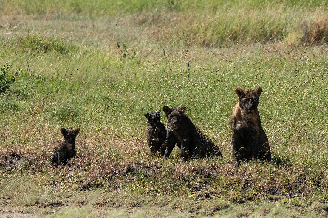 Eine Löwin, Panthera leo, und ihre Jungen sind mit Schlamm bedeckt. Seronera, Serengeti-Nationalpark, Tansania