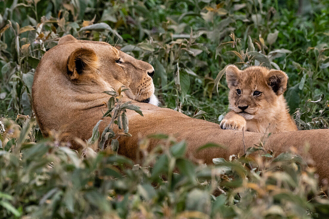 Ein sechs Wochen altes Löwenjunges, Panthera leo, auf seiner Mutter. Ndutu, Ngorongoro-Schutzgebiet, Tansania.