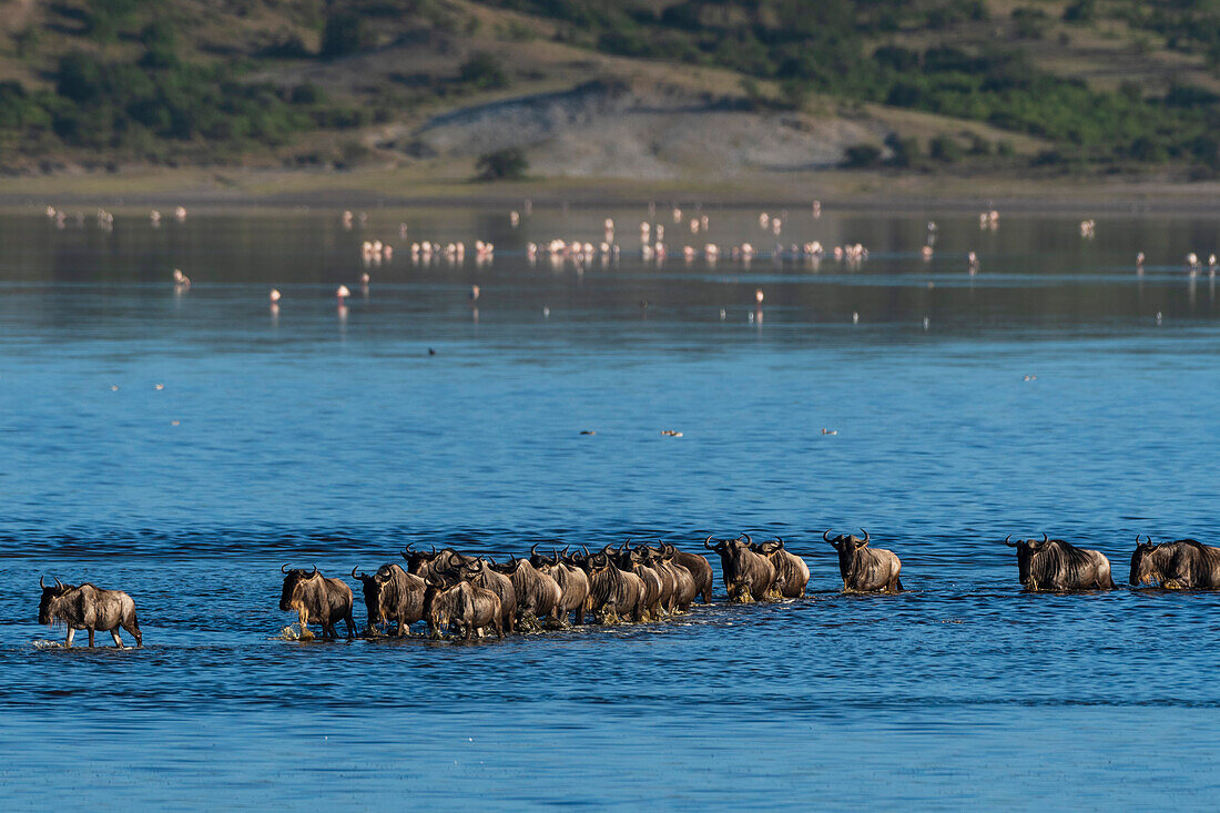 Wandernde Gnus, Chonnochaetes tautinus, überqueren den Ndutu-See. Ndutu, Ngorongoro-Schutzgebiet, Tansania.
