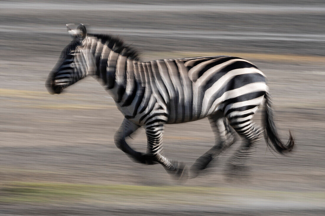 Panning of a Burchell's Zebra, Equus Quagga Burchellii. Ndutu, Ngorongoro Conservation Area, Tanzania.