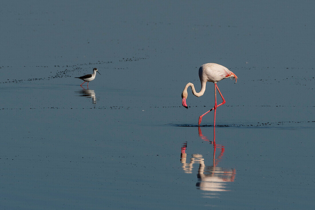 Greater flamingos, Phoenicopterus roseus, feeding in the Lake Ndutu. Ndutu, Ngorongoro Conservation Area, Tanzania.