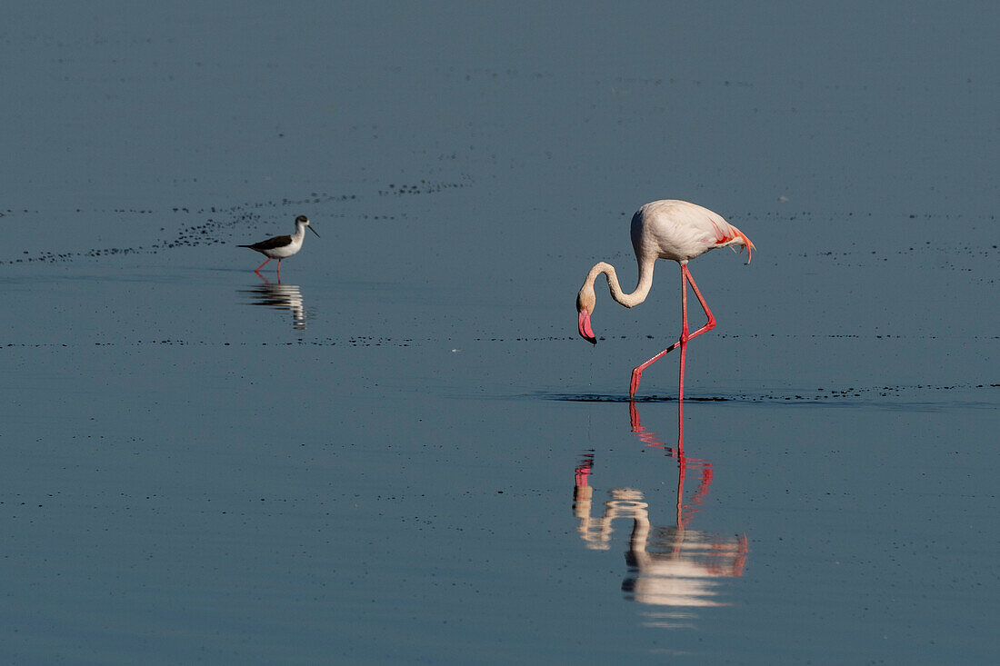 Große Flamingos, Phoenicopterus roseus, bei der Fütterung im Ndutu-See. Ndutu, Ngorongoro-Schutzgebiet, Tansania.