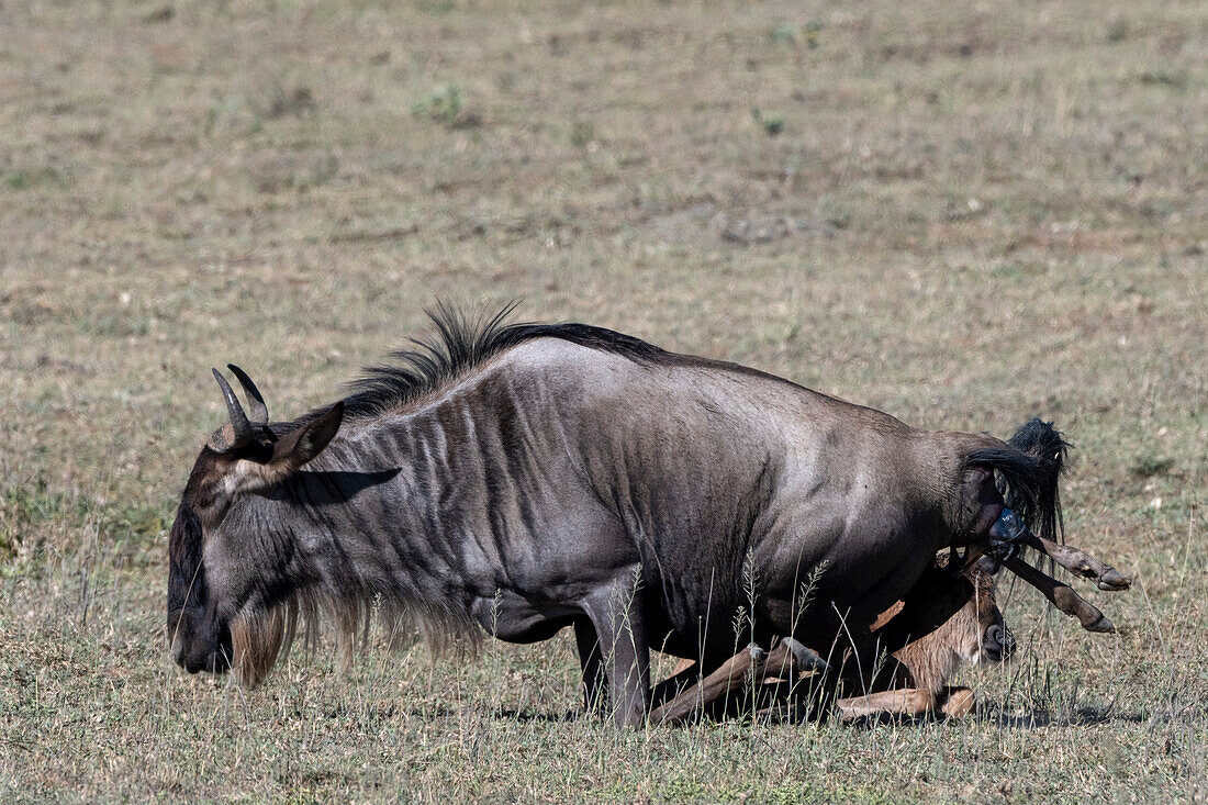 Ein Gnu, Connochaetes taurinus, bringt sein Kalb zur Welt. Ndutu, Ngorongoro-Schutzgebiet, Tansania.