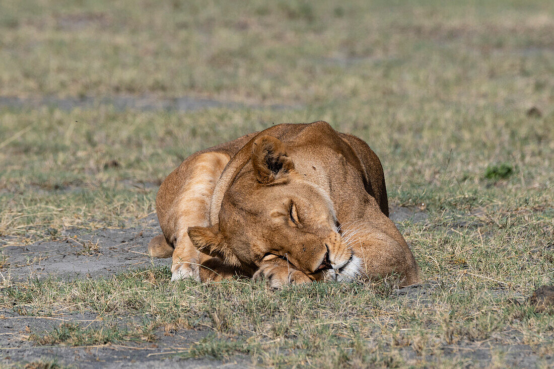 Eine Löwin, Panthera leo, schlafend. Ndutu, Ngorongoro-Schutzgebiet, Tansania.