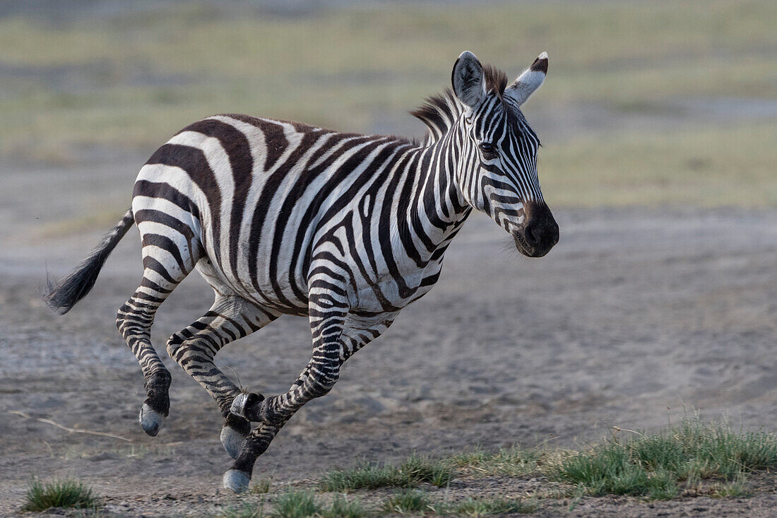 A young Burchell's Zebra, Equus Quagga Burchellii, running. Ndutu, Ngorongoro Conservation Area, Tanzania.