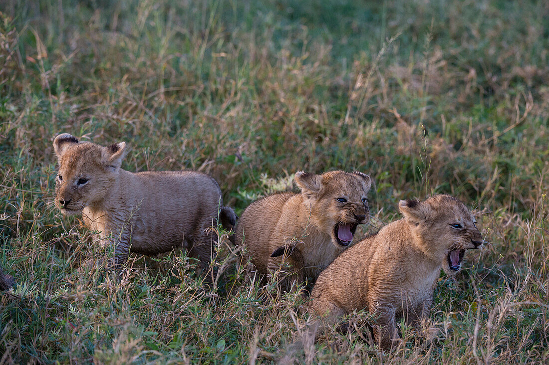 Drei 45-50 Tage alte Löwenjunge, Panthera leo, verstecken sich im Gras. Ndutu, Ngorongoro-Schutzgebiet, Tansania.