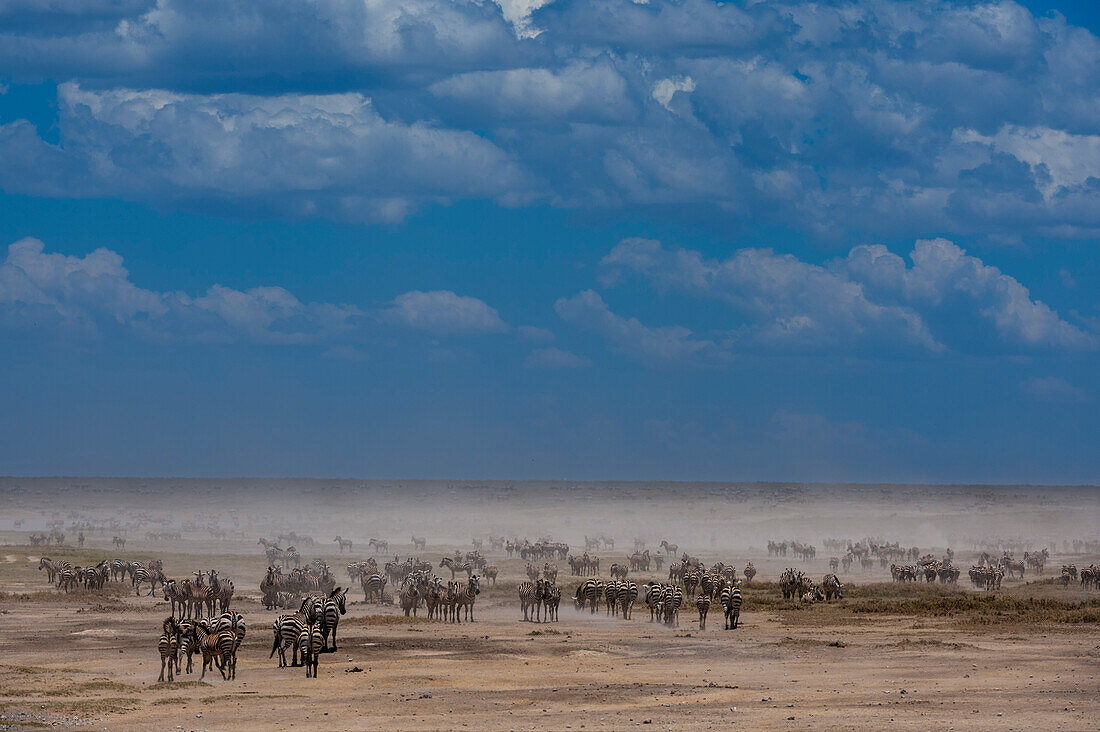 Hundreds of migrating Burchell's Zebra, Equus Quagga Burchellii, in the Hidden Valley. Ndutu, Ngorongoro Conservation Area, Tanzania.