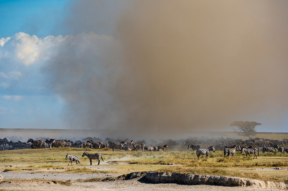 A Dust Devil hits migrating Burchell's Zebra, Equus Quagga Burchellii in the Serengeti. Ndutu, Ngorongoro Conservation Area, Tanzania.