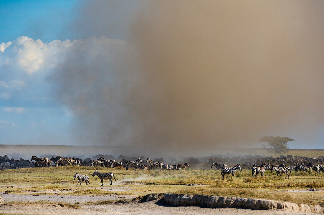 Ein Staubteufel trifft wandernde Burchell-Zebras, Equus Quagga Burchellii, in der Serengeti. Ndutu, Ngorongoro-Schutzgebiet, Tansania.