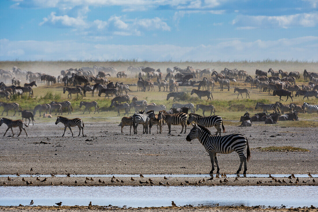 Burchell's Zebras, Equus Quagga Burchellii, im Hidden Valley. Ndutu, Ngorongoro-Schutzgebiet, Tansania.