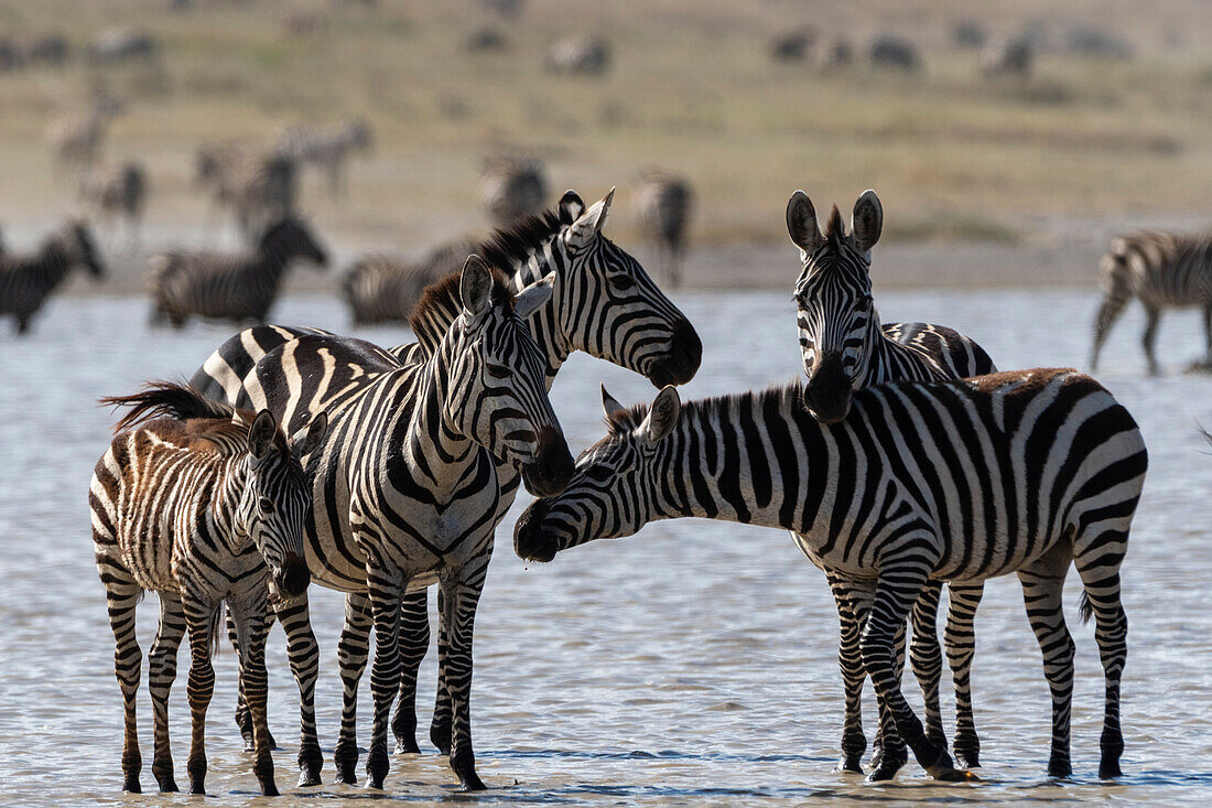 Burchell's Zebras, Equus Quagga Burchellii, in the Hidden Valley lake. Ndutu, Ngorongoro Conservation Area, Tanzania.