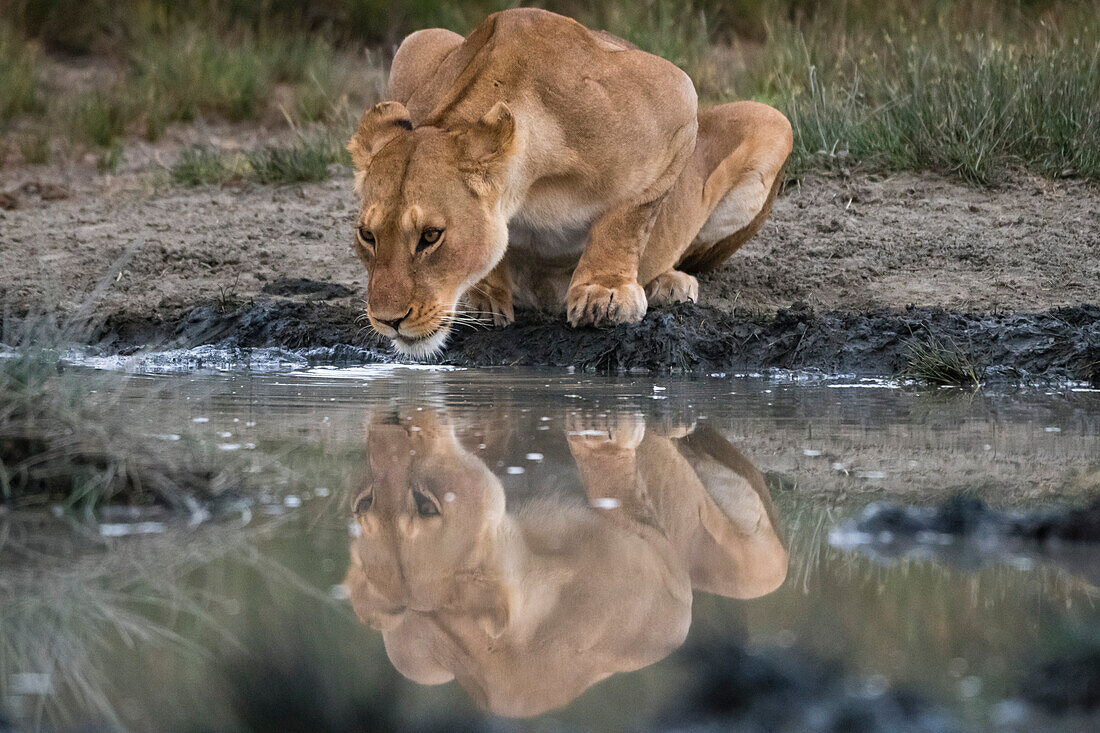 Spiegelung einer Löwin, Panthera leo, beim Trinken an einer Wasserstelle. Ndutu, Ngorongoro-Schutzgebiet, Tansania.