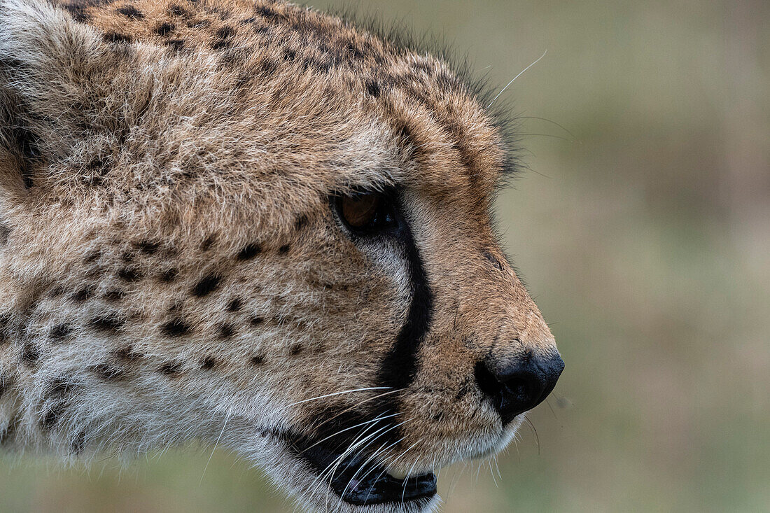Nahaufnahme eines Geparden, Acynonix jubatus. Ndutu, Ngorongoro-Schutzgebiet, Tansania.
