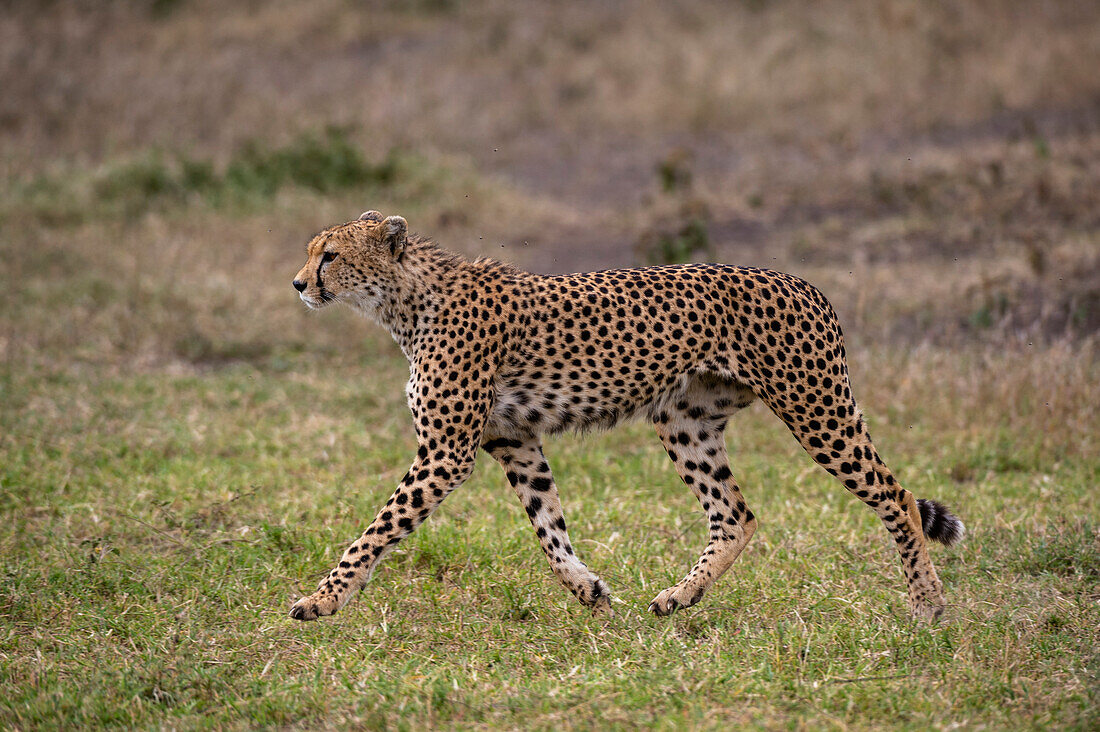 Ein Gepard, Acynonix jubatus, beim Laufen. Ndutu, Ngorongoro-Schutzgebiet, Tansania.