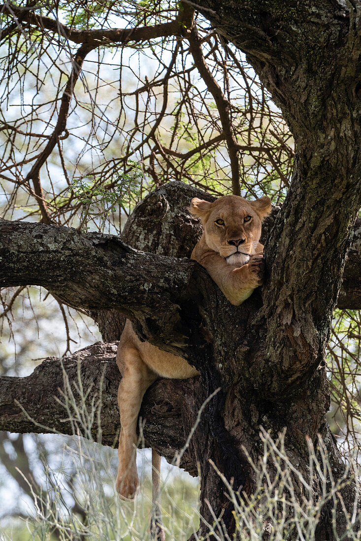 Eine Löwin, Panthera leo, ruht sich auf einem Baumast aus. Ndutu, Ngorongoro-Schutzgebiet, Tansania.
