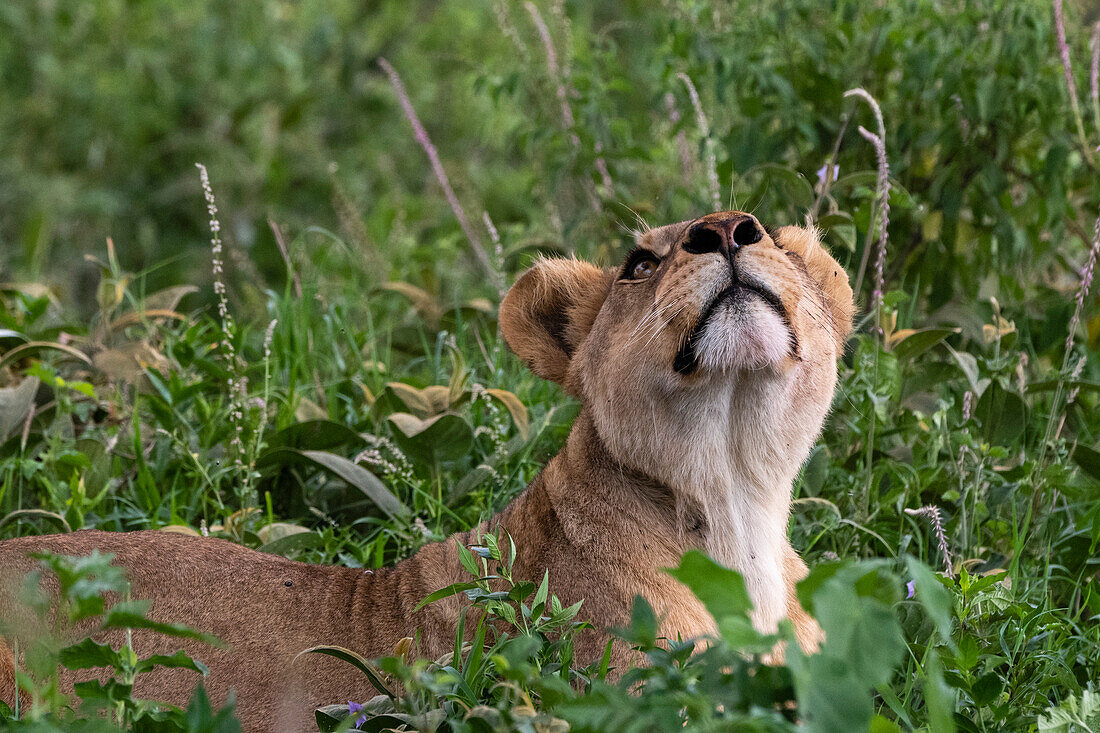 Eine Löwin, Panthera leo, ruht sich im Gras aus und schaut nach oben. Ndutu, Ngorongoro-Schutzgebiet, Tansania.
