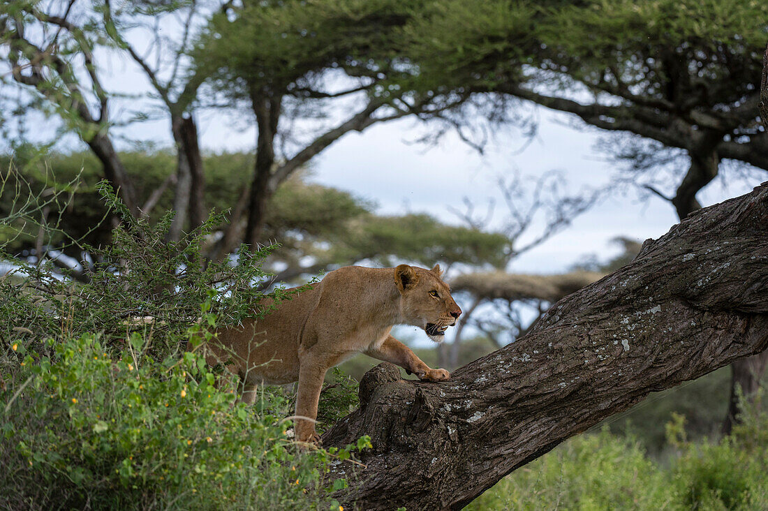 Eine Löwin, Panthera leo, klettert auf einen Baum. Ndutu, Ngorongoro-Schutzgebiet, Tansania.