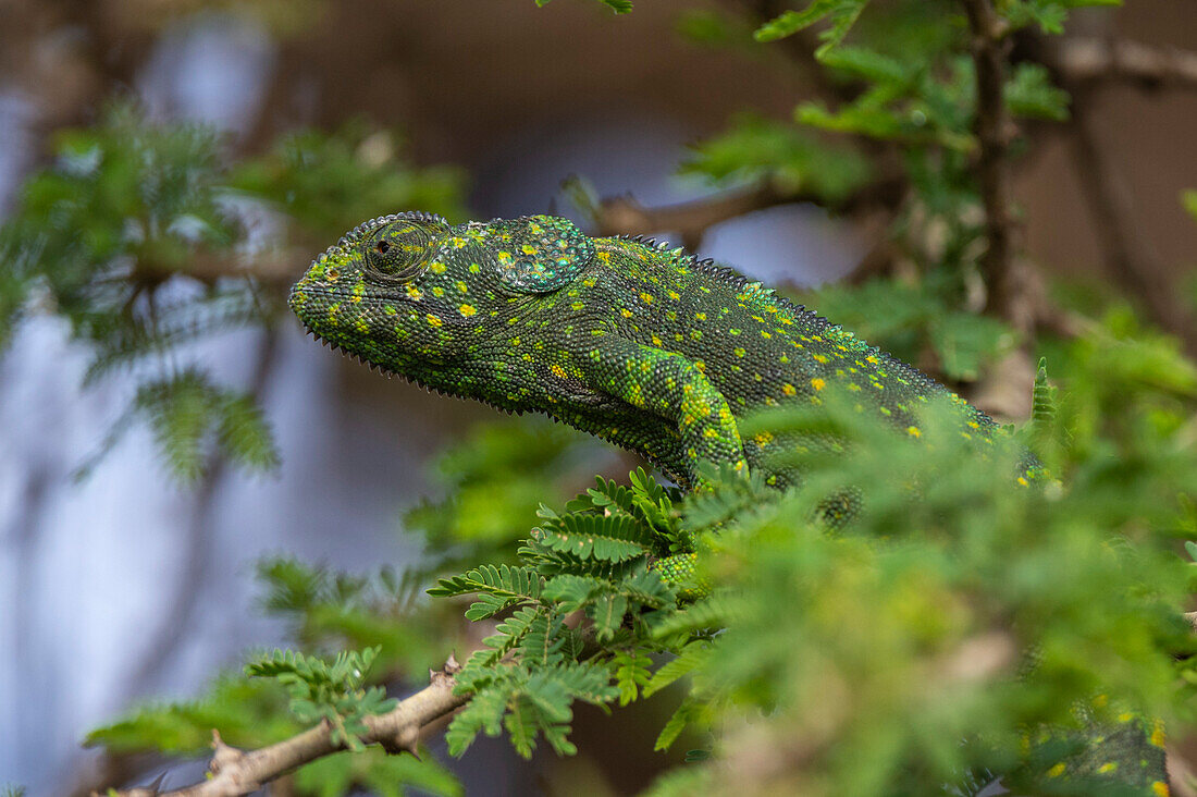 A flap-necked chameleon, Chamaeleo dilepis, in a tree. Ndutu, Ngorongoro Conservation Area, Tanzania.