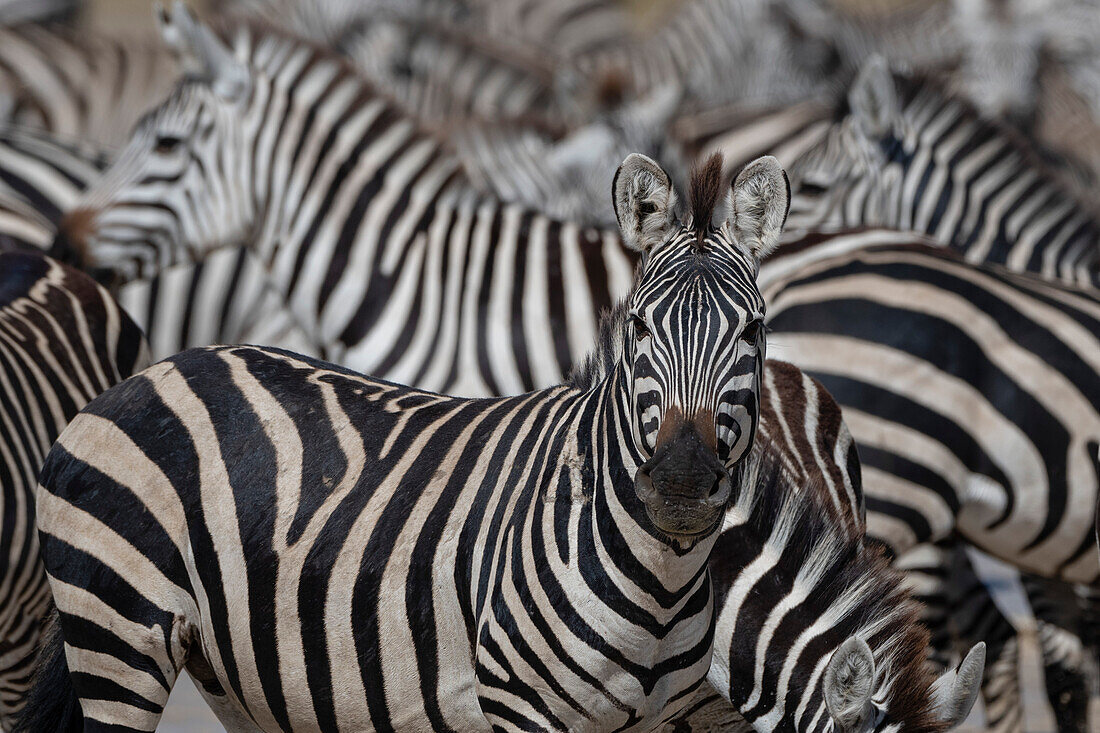 Portrait of a plains zebras, Equus quagga, in a herd in the Hidden Valley. Ndutu, Ngorongoro Conservation Area, Tanzania.