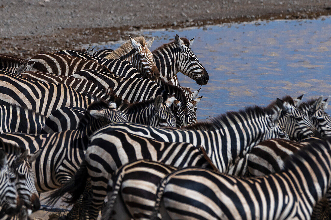 Seltenes amelanistisches Zebra (Equus quagga) im Hidden Valley, Ndutu, Ngorongoro Conservation Area, Serengeti, Tansania.