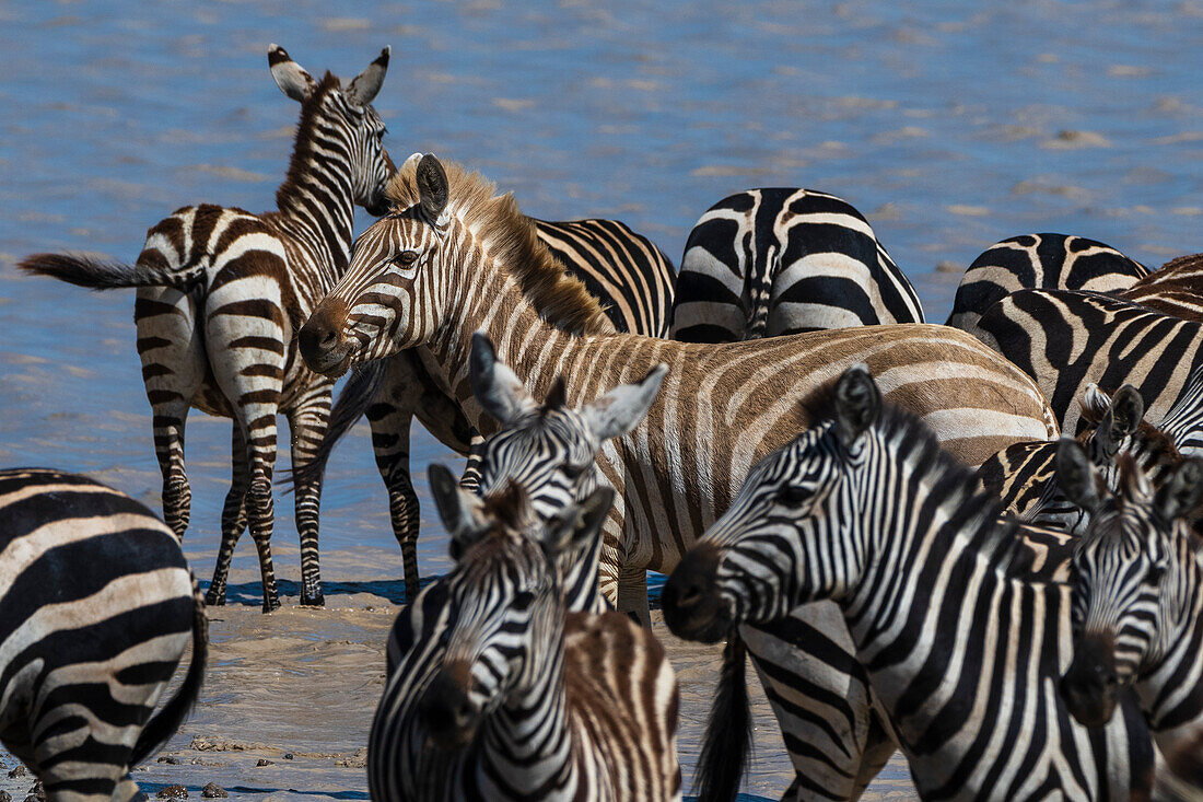 Rare amelanistic zebra (Equus quagga) in the Hidden Valley, Ndutu, Ngorongoro Conservation Area, Serengeti, Tanzania.