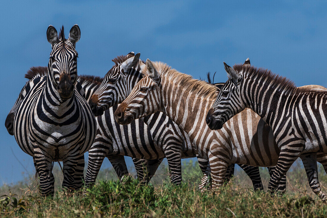 Seltenes amelanistisches Zebra (Equus quagga) im Verborgenen Tal, Ndutu, Ngorongoro-Schutzgebiet, Serengeti, Tansania. Ein extrem seltenes Bild eines "blonden" Zebras. Vor diesem Bild wurde nur bestätigt, dass Zebras mit partiellem Albinismus in Gefangenschaft existieren. Dieses Bild bestätigt, dass Tiere mit diesem Zustand in freier Wildbahn überleben können und von anderen Zebras akzeptiert werden. Serengeti-Nationalpark, Tansania.