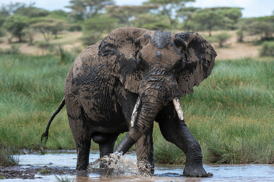 Ein afrikanischer Elefant, Loxodonta africana, bei einem Schlammbad. Ndutu, Ngorongoro-Schutzgebiet, Tansania.