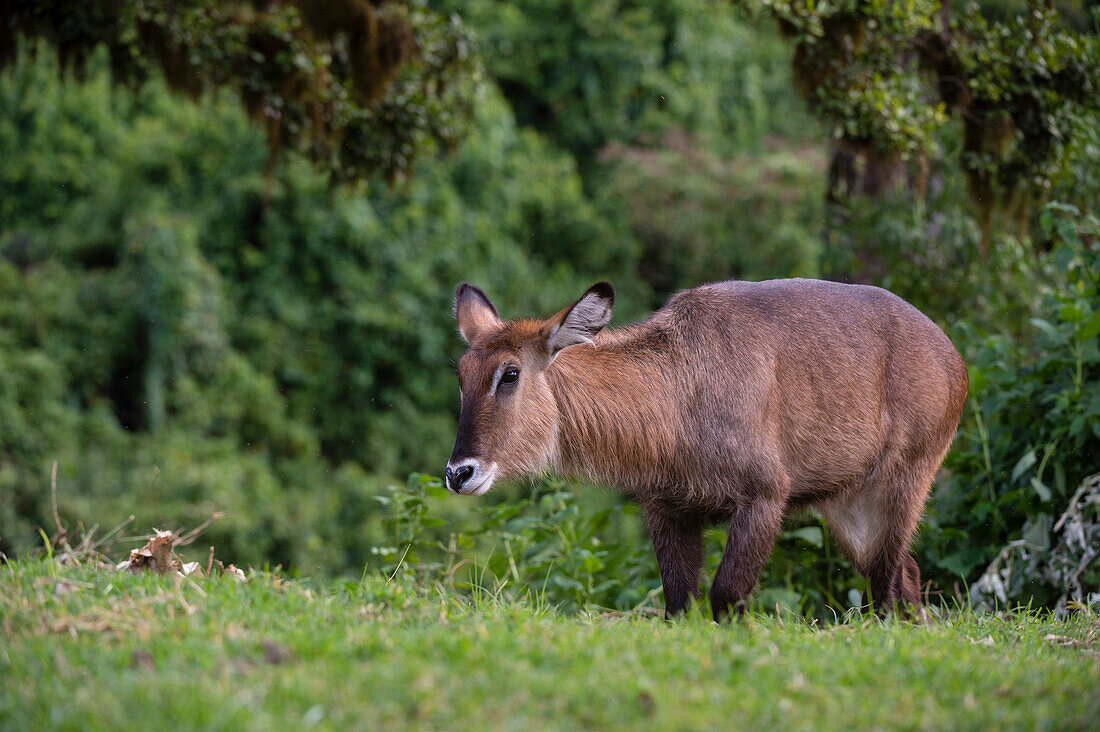 A female waterbuck, Kobus ellipsiprymnus, walking. Ngorongoro Conservation Area, Tanzania.