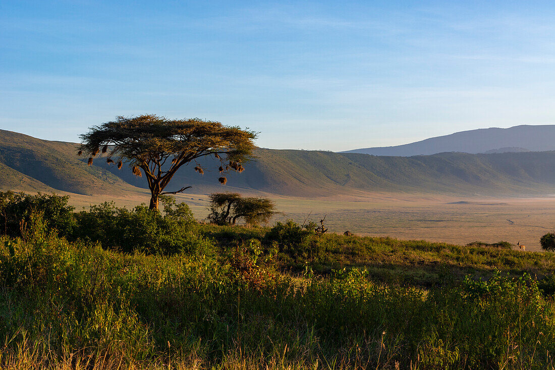 Ein Blick auf den Ngorongoro-Krater. Ngorongoro-Schutzgebiet, Tansania.