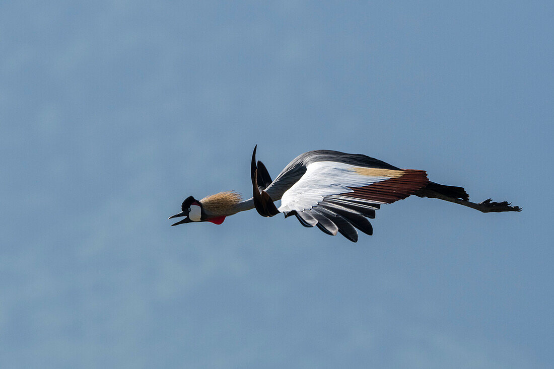 Grauer Kronenkranich, Balearica regulorum, im Flug. Ngorongoro-Schutzgebiet, Tansania.