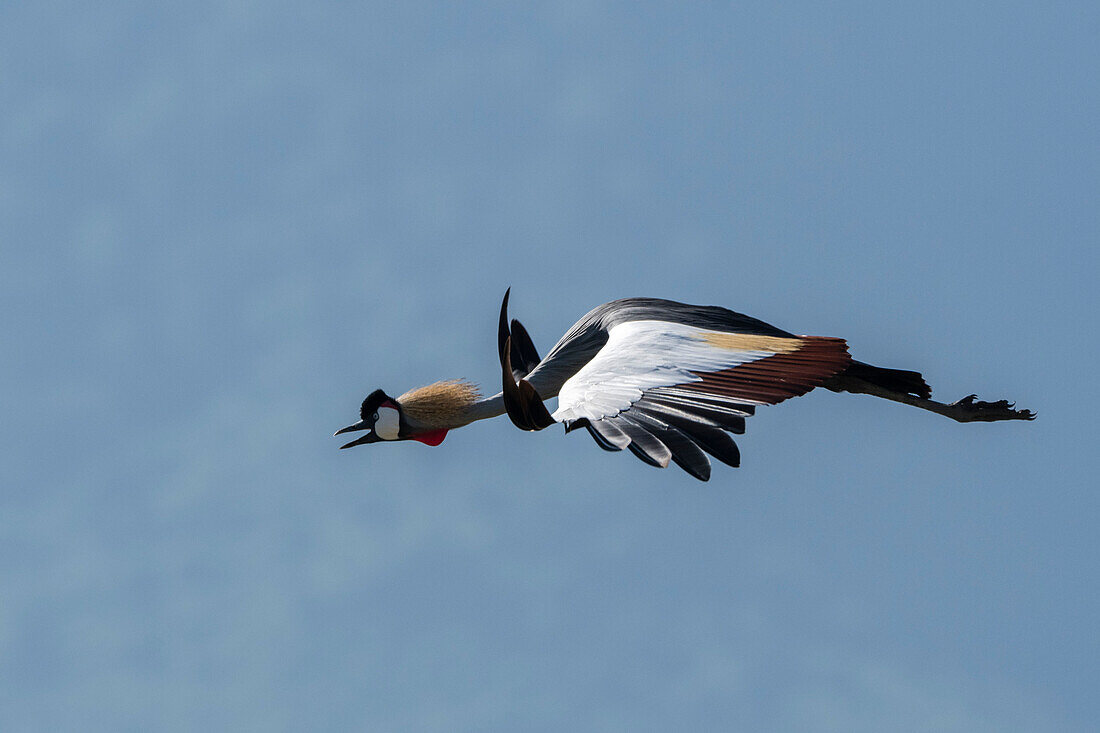 Grey crowned-crane, Balearica regulorum, in flight. Ngorongoro Conservation Area, Tanzania.
