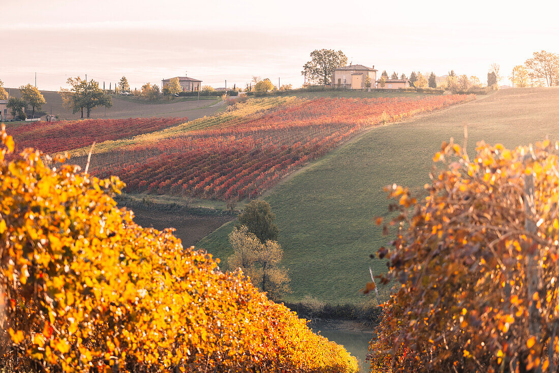 Lambrusco vineyards in Castelvetro di Modena. Castelvetro di Modena, Modena province, Emilia Romagna, Italy.