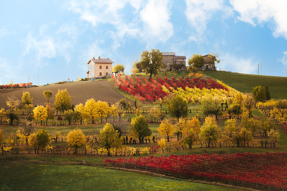 Lambrusco vineyards in Castelvetro di Modena. Castelvetro di Modena, Modena province, Emilia Romagna, Italy.