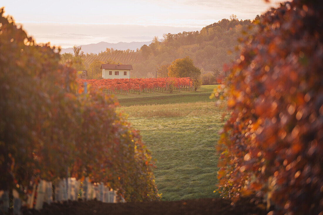 Lambrusco-Weinberge in Castelvetro di Modena. Castelvetro di Modena, Provinz Modena, Emilia Romagna, Italien.