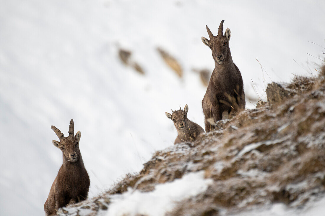 Livigno,Lombardy,Italy. Capra ibex